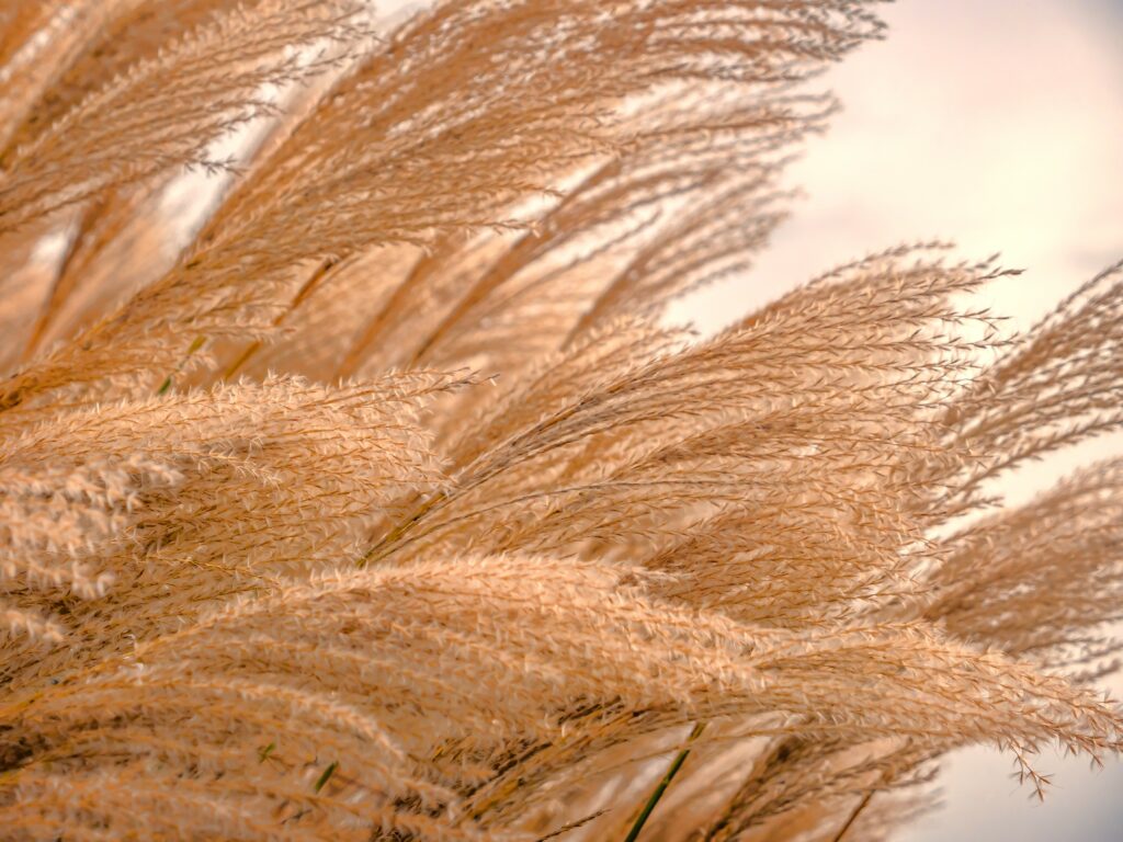 Weiches Ziergras im Wind.
